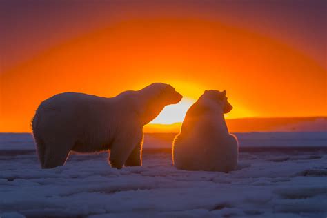 Sky Antarctica S 2k Snow White Amazing Animals Hd Bears