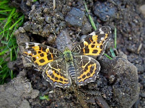 Schmetterling Tier Insekt Kostenloses Foto Auf Pixabay Pixabay