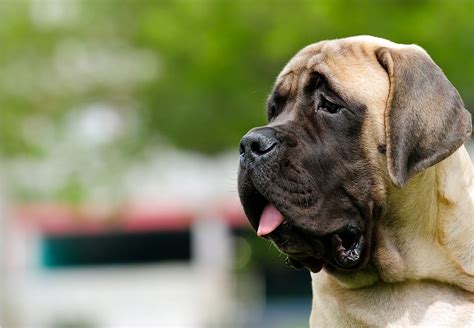 Mastiff Dog Breed Information Allaboutdogsnet
