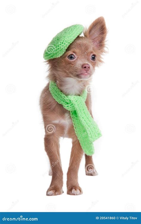Chihuahua Puppy Wearing Beret And Scarf Stock Photo Image Of
