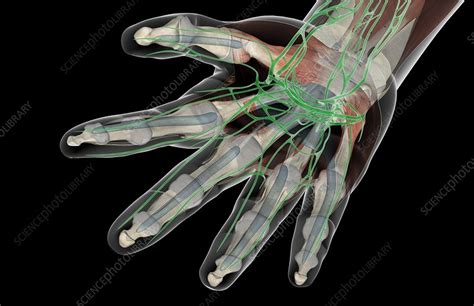 The Lymph Vessels Of The Hand Stock Image C0082691 Science Photo