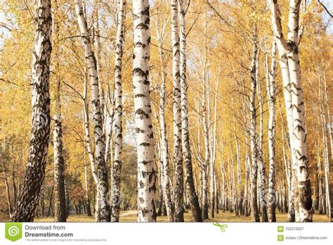 Beautiful Scene In Yellow Autumn Birch Forest In October With Fallen