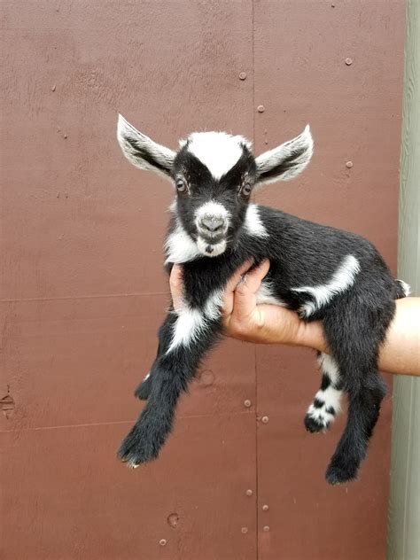 Miniature Nigerian Dwarf Goats Tanglewood Farm Miniatures In 2021
