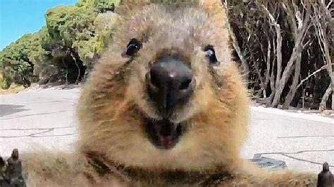 Perth Cutest Quokka Photo Captured By Campbell Jones On