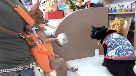 Full grown red miniature pinscher. Miniature Pinscher Dog Greets Bemused Pet Cat - YouTube