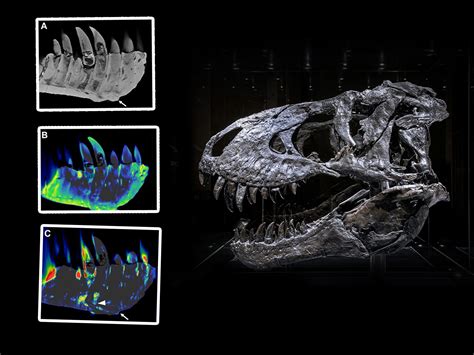 Tyrannosaurus Rex That Roamed Earth 68 Million Years Ago Had Terrible