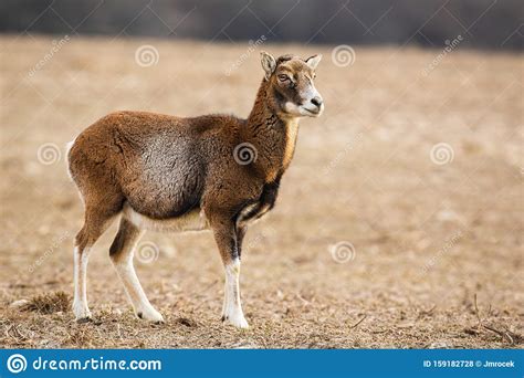 Female Mouflon Standing Alerted On A Meadow In Winter Looking Aside