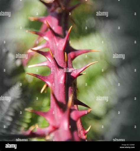 Blackberry Thorns Hi Res Stock Photography And Images Alamy