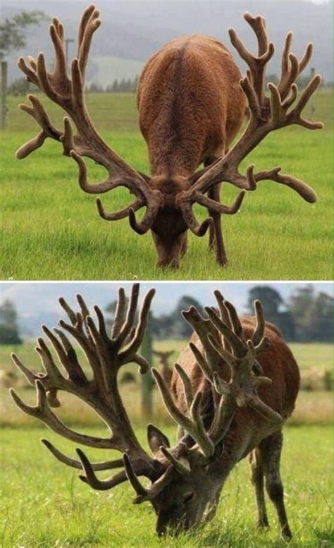 Unveiling The Majestic Red Stag Discovering The Wonders Of One Of