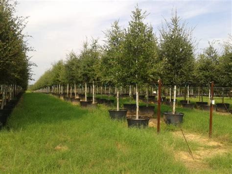 Tree Nursery Texas Wholesale Nursery Cc Tree Farms Llc