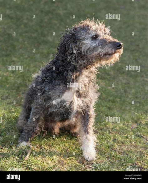 Scruffy Dog Hi Res Stock Photography And Images Alamy