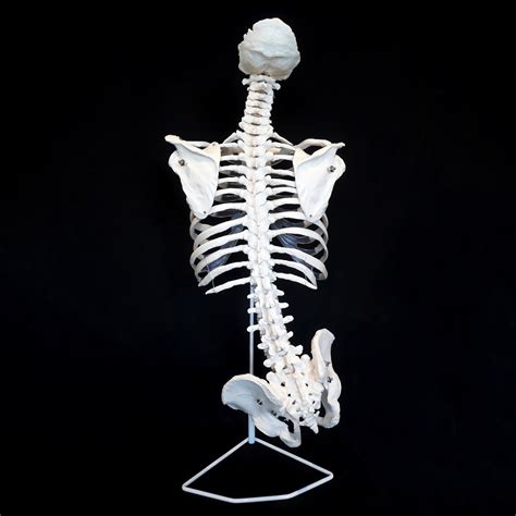 Anatomical Human Skeletal Trunktorso Model Skeletal Components