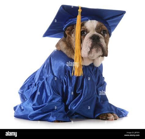 Puppy School English Bulldog Wearing Graduation Hat And Gown Isolated