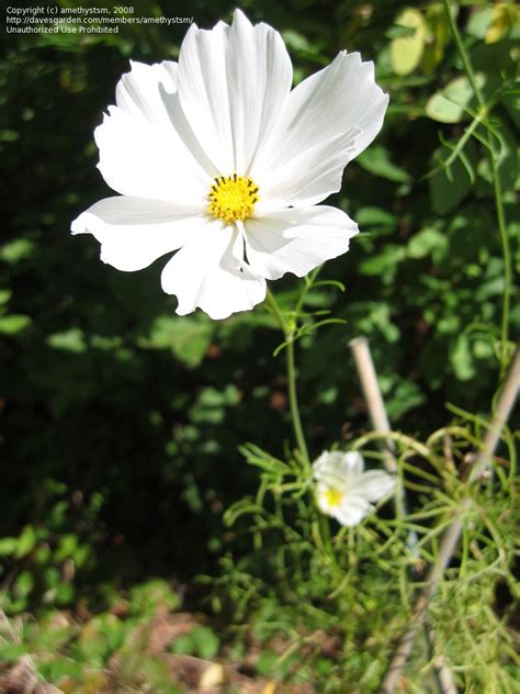 Plantfiles Pictures Common Cosmos Mexican Aster White Sensation