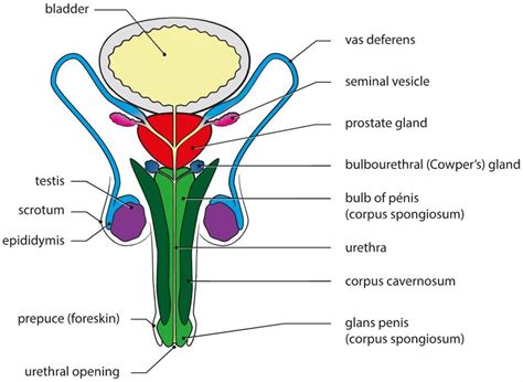 Reproductive Organs In Male And Female — Lesson Science Cbse Class 8