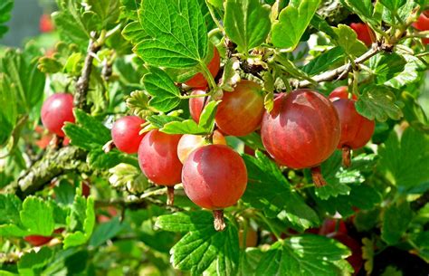 Gooseberry Fruit Red Free Photo On Pixabay