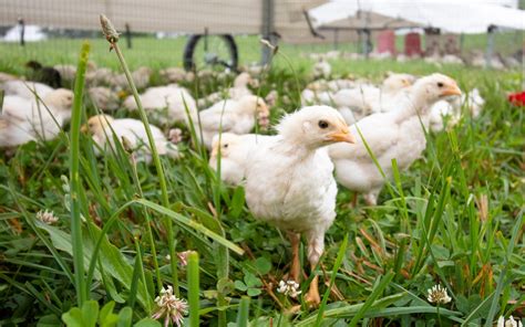 Pasture Raised Poultry Honeymoon Farm