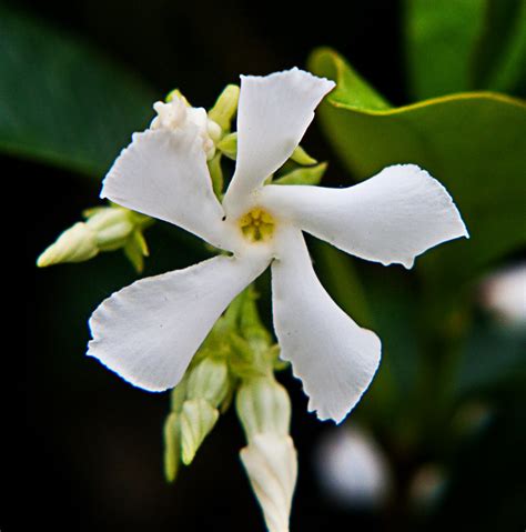 Download Gambar Bunga Melati Terindah Jasmine Flower Wallpaperuse
