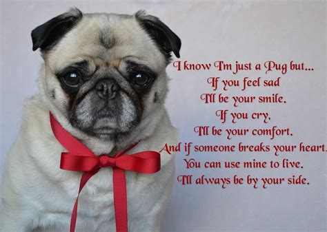 A Quote For Pug Lovers From Our Bailey Puggins Pugs Funny Pug Quotes