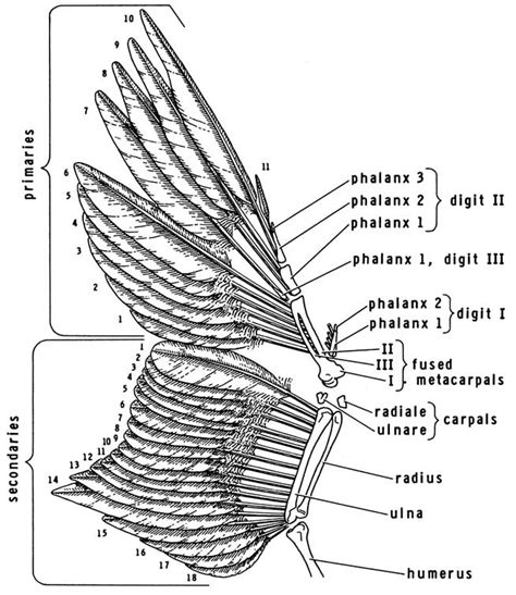 Strong, stout, paired bones of a bird's pectoral girdle; Feathers