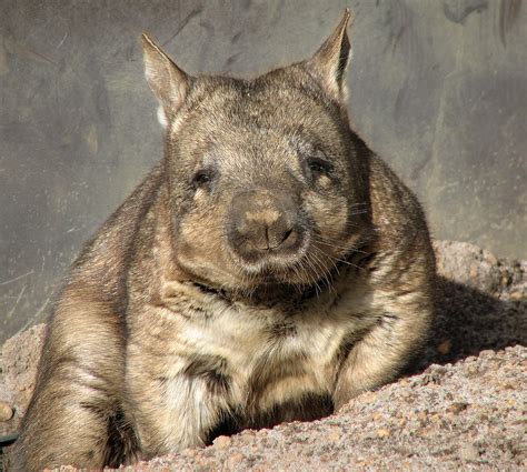 The Creature Feature 10 Fun Facts About Wombats Wired