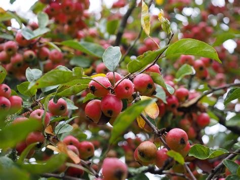 Images Gratuites Pomme Arbre Branche Fleur Fruit Baie Feuille