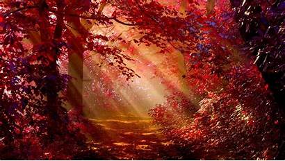 Autumn Forest Sunlight Wallpapers Nature Laptop Backgrounds