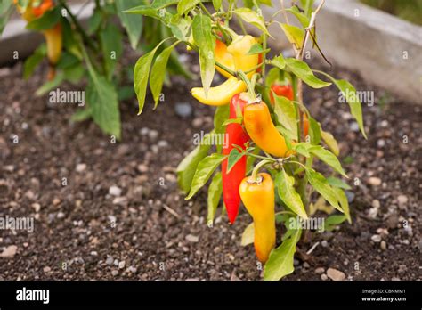 Chili Pepper Inferno F1 Hybride Capsicum Annuum Photo Stock Alamy
