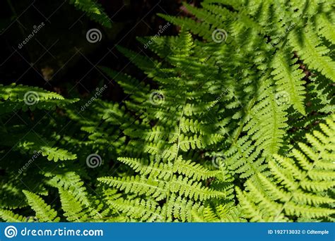 Overhead View Of Ferns And Their Shadows Stock Photo Image Of