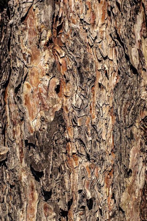 Multicolored Texture Of Pine Tree Bark Stock Photo Image Of Colorful