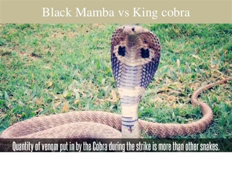 Black Mamba Vs King Cobra Fight Comparison
