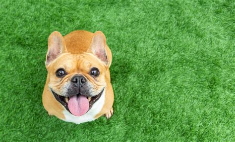 50 Small Dog Breeds — Best Small Dog Breeds