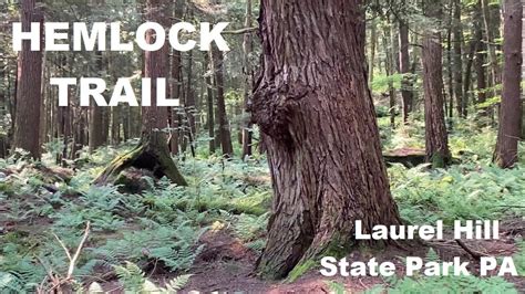 Hemlock Trail Laurel Hill State Park Pa 300 Year Old Hemlock Grove