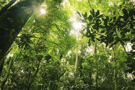 A rainforest canopy can reach 15 to 20 stories high. Facts About the Rainforest Layers | Sciencing