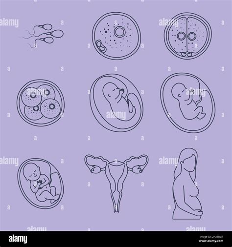 Dise Os De Desarrollo De Embriones Imagen Vector De Stock Alamy