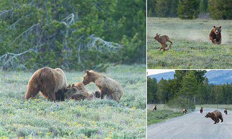 Moment A Grizzly Chases And Kills A Baby Elk