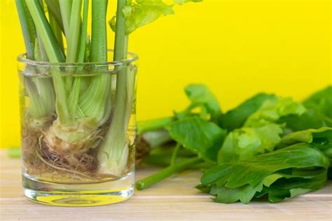 Premium Photo Regrowing Celery From Stalk
