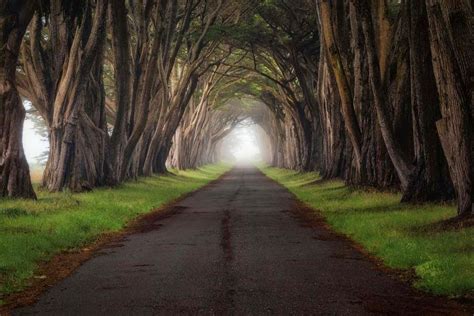 20 Enchanting And Glamorous Tree Tunnels Tinydesignr Tree Tunnel
