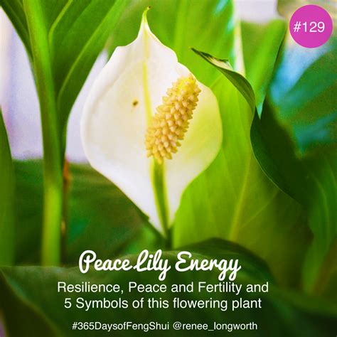 Day 129 Of 365 Days Of Feng Shui Peace Lily Peace Lily Feng Shui
