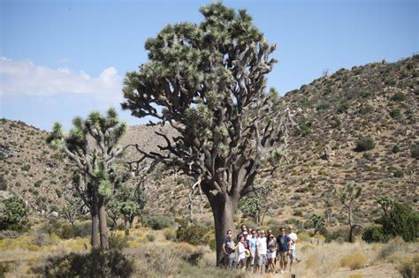 We Look Small Compared To The Largest Joshua Tree Yelp