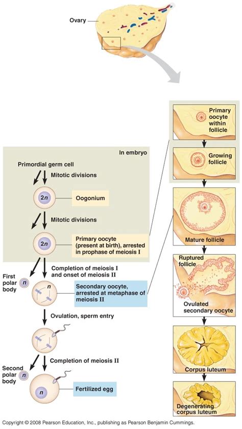 Oogenesis Diploid Germ Cells In Ovary Oogonia Mitosis Primary