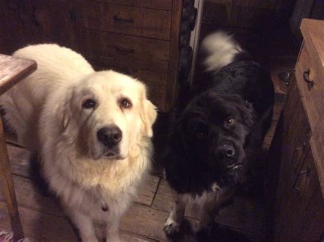 Contact newfoundland great pyrenees breeders near you using our free great pyrenees breeder search tool below! My Great Pyrenees, Casper and Newfoundland Landseer ...