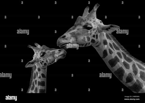 Beautiful Mother And Baby Giraffe Playing On The Black Background Stock