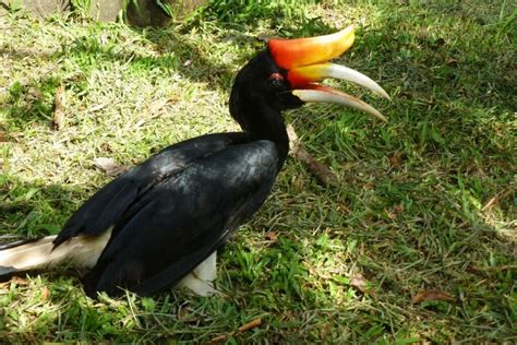 27 Stunning Tropical Birds World List Bird Nature