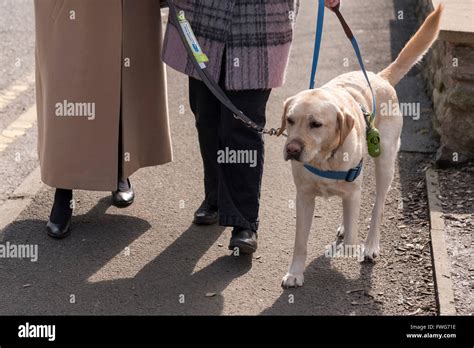 How Do Guide Dogs Work