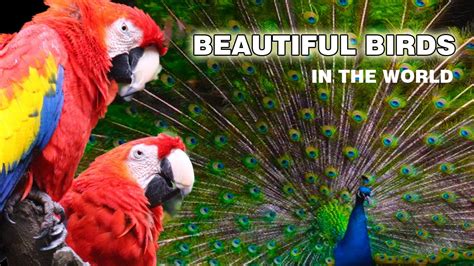 10 Most Beautiful Birds Around The World Beautiful Birds On Planet