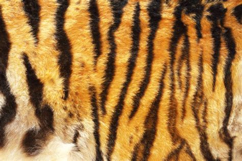 Royalty Free Tiger Fur Pictures Images And Stock Photos Istock