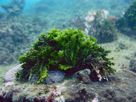 Best Macroalgae For Reef Tanks – Salt Tank Report