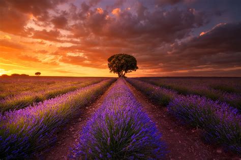 Sunset Clouds Over Lavender Field Hd Wallpaper Background Image