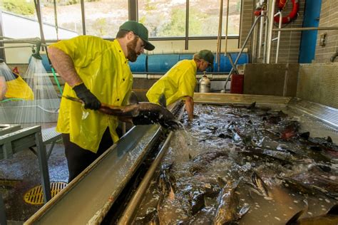 Innovative Hatchery Practices Show Promise For Salmon Northern